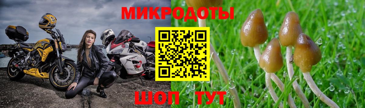 Чита  Псилоцибиновые грибы Psilocybine cubensis  Вход с VPN 
